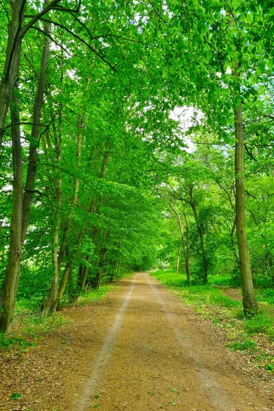 在嫩绿的森林里 一条美丽的风景如画的路 — 图库照片