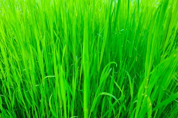 Красивий Фон Молодої Зеленої Трави Фон Природи — стокове фото