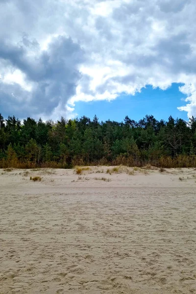 美丽的大自然背景 海滨的沙滩上生长着一片松树林 — 图库照片