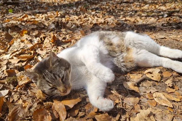 太陽の下で猫が腰を下ろす 猫は落ち葉の上に倒れている — ストック写真