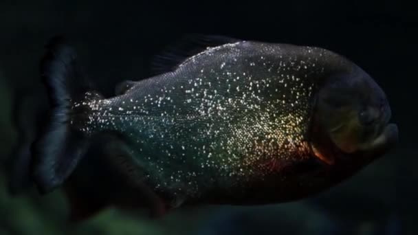 一个漂浮的食人鱼的特写 食人鱼是在河流 湖泊和水库中发现的淡水鱼 — 图库视频影像