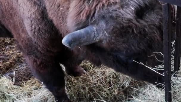 Närbild Bisonoxen Bison Eller Europeisk Bisonoxe Art Artiodaktyldäggdjur Bisonsläktet Den — Stockvideo