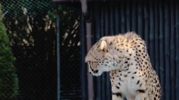 Cheetah Rörelsen Parken Vild Katt Geparden Ett Köttätande Däggdjur Kattfamiljen — Stockvideo