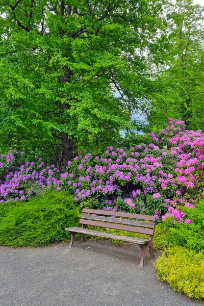 Pohled Prázdnou Dřevěnou Lavici Zahradě Jaře — Stock fotografie