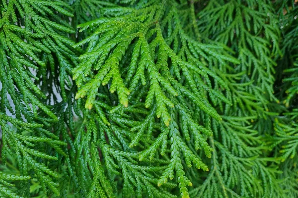 Close Green Thuja Branch Background Fir Branch — Stock Photo, Image