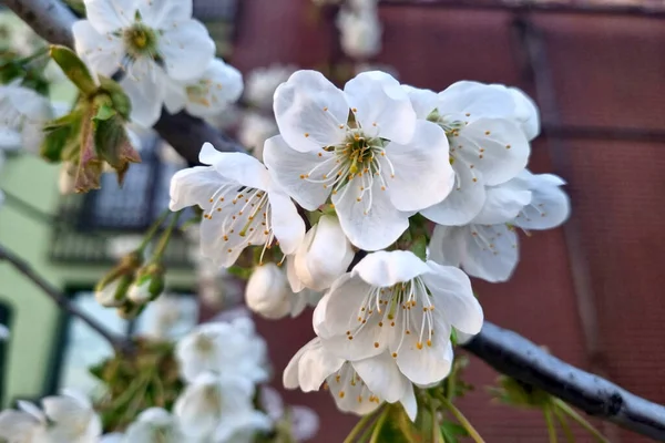 花园里一棵开着花的苹果树枝干的特写 — 图库照片