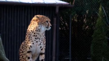 Güzel vahşi kedi Çita. Çita, kedi familyasının etobur memelisidir.