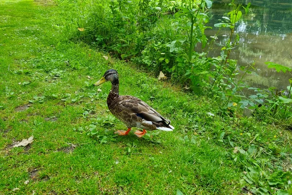Sur Bord Étang Canard Sauvage Promène Dans Parc Verdoyant — Photo