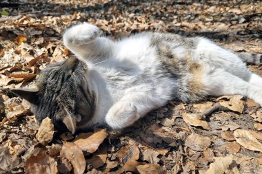 Bir kedi güneşin altında yaprakların arasında kendini ısıtır. Sevimli hayvanlar. Güzel kedi.