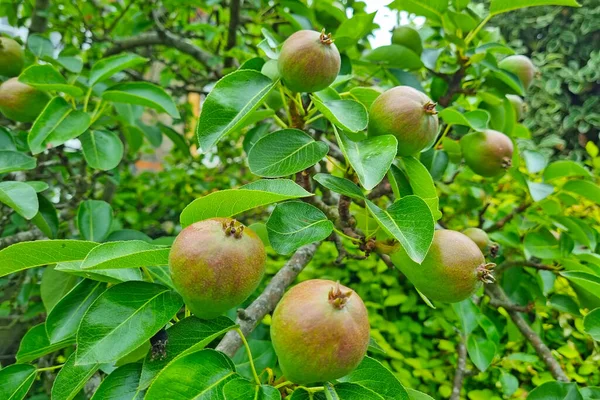 Νεαρά Φρούτα Φυτρώνουν Αχλάδι Αχλάδι Είναι Ένα Γένος Οπωροφόρων Δένδρων — Φωτογραφία Αρχείου