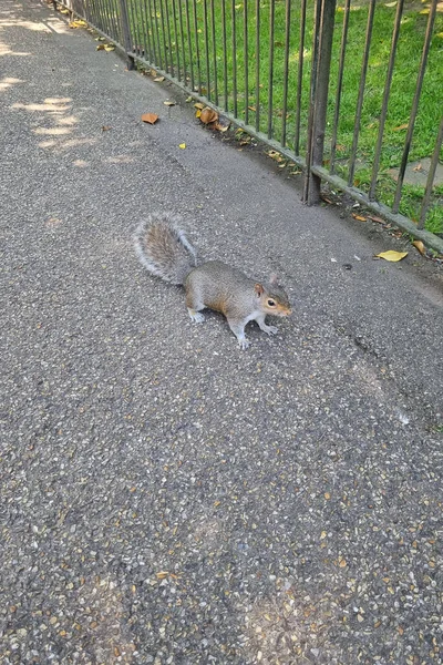 Close Gray Squirrel Park — Stock Photo, Image