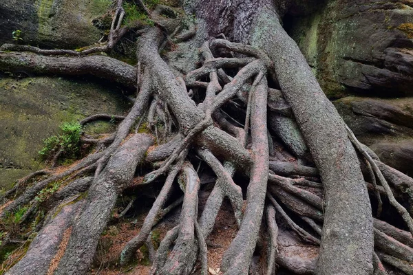 Dağlık Bir Bölgedeki Bir Ağacın Köklerine Yakın Çekim — Stok fotoğraf