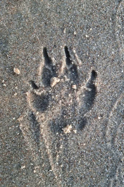 在沙子或泥土上有动物的痕迹 — 图库照片