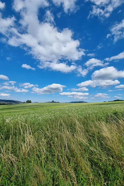Красиві Сільські Зелені Поля Блакитним Небом Білими Хмарами — стокове фото