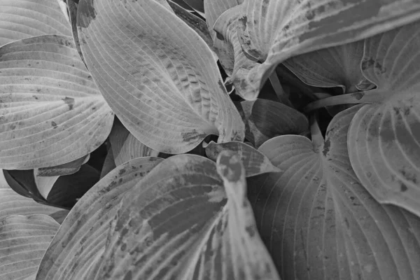 Черно Белая Фотография Предпосылки Домашних Растений — стоковое фото