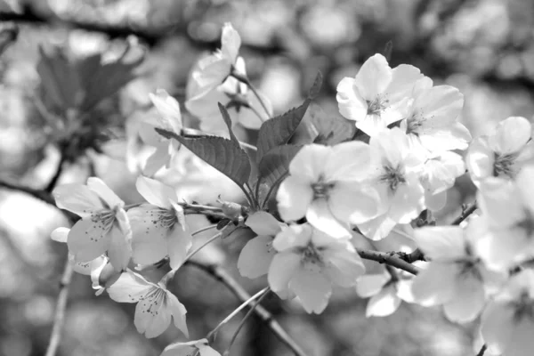 黑白照片 春天里 樱桃树枝条绽放 — 图库照片