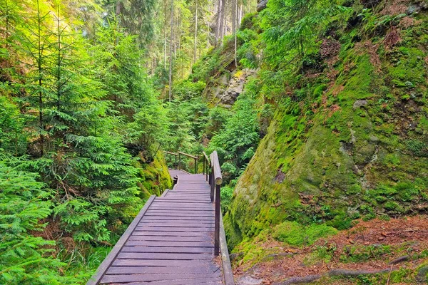 Dřevěné Podlahy Lese Pro Pěší Turistiku — Stock fotografie
