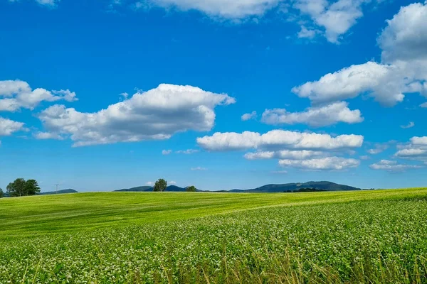 Вид Зелене Поле Блакитне Небо Сонячний Літній День Сільський Фон — стокове фото