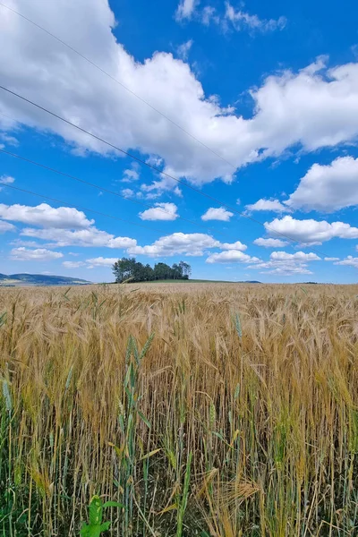 垂直的照片 夏日的乡间田里 小麦或大麦田 蓝天白云 — 图库照片