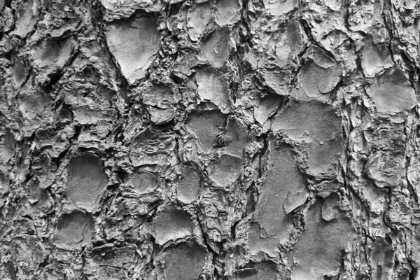 Siyah Beyaz Fotoğraf Ağaç Kabuğunun Dokusu — Stok fotoğraf