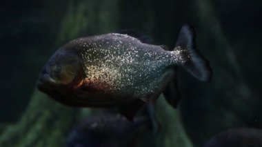 Suda yüzen bir piranha görüntüsü. Piranha, piranha familyasından yırtıcı bir balıktır.