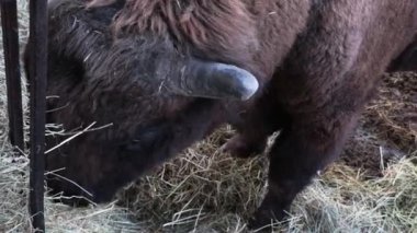 Parkta saman yiyen boynuzlu bir bizonun görüntüsü.