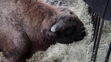 Vahşi yaşam. Büyük bir bizonun saman yemesini görmek