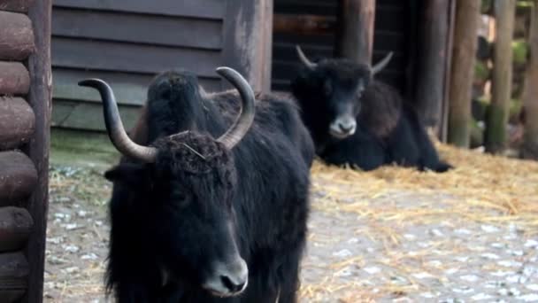 Nahaufnahme Auf Einem Schwarzen Yak Yak Ist Ein Säugetier Aus — Stockvideo
