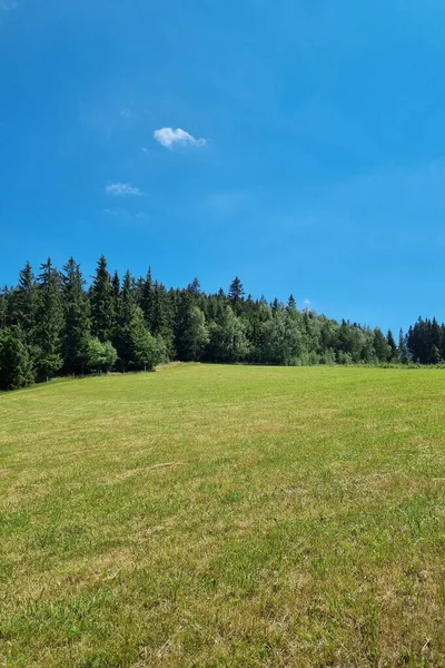 Der Hintergrund Der Natur Die Grüne Wiese Und Der Wald — Stockfoto