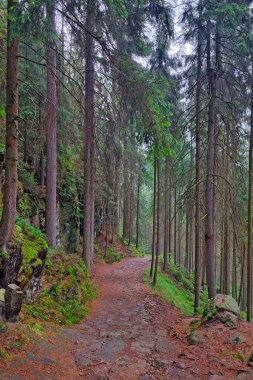 Yağmurdan sonra ormanda güzel ıslak patika