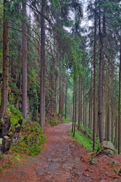 Gyönyörű Sétáló Nedves Ösvény Erdőben Eső Után — Stock Fotó