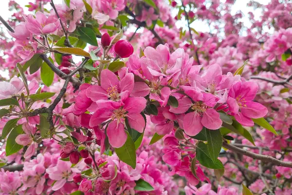 stock image Bright flowering apple or plum buds in the park in the spring