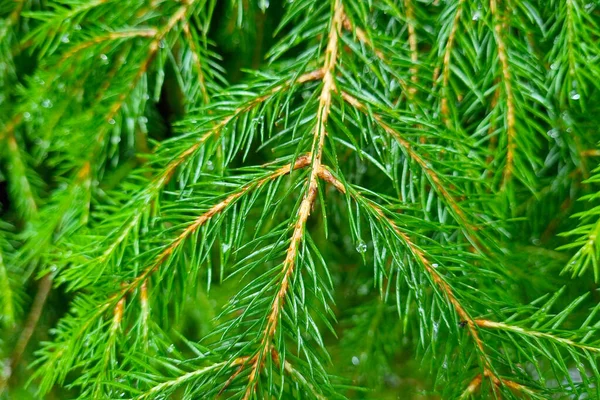 選択的焦点 森の中で雨の後の若い緑のトウヒの枝 — ストック写真