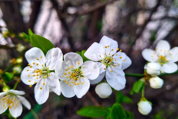 Primer Plano Una Rama Flor Cerezo Primavera — Foto de Stock