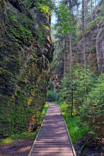 Trilha Caminhadas Madeira Floresta Para Caminhar Acampar Relaxamento — Fotografia de Stock