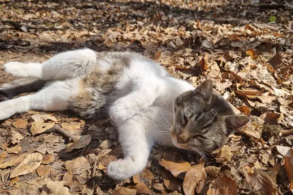 倒れた葉の上に可愛い猫が横たわっている — ストック写真