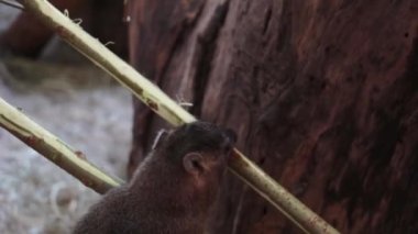 Kaya Hyrax ağaç kabuklarını ya da çalıları yer.