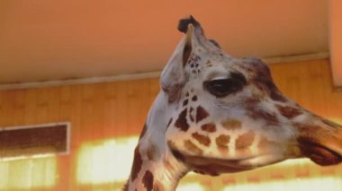 Zürafaya yakın çekim. Zürafa uzun diliyle metali yalıyor. Zürafa, zürafa ailesinden bir artiodactyl memelidir ve gezegendeki en uzun kara hayvanıdır.