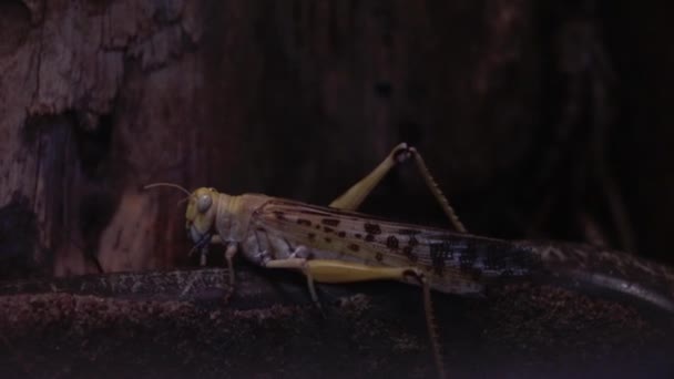 一个大型蝗虫的特写镜头 真正蝗科的几种昆虫 能够形成大群 — 图库视频影像