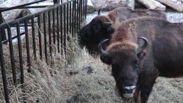 Bisonte Comer Feno Floresta Inverno — Vídeo de Stock