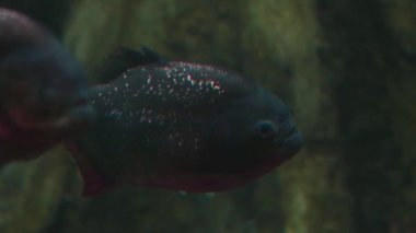 Su altı fotoğrafçılığı. Yüzen bir piranhaya yakın çekim