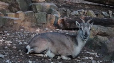 Mavi bir koça yakın çekim. Mavi koyun, nakhur ya da bharal, sığır familyasından bir artiodactyl memeli türü.