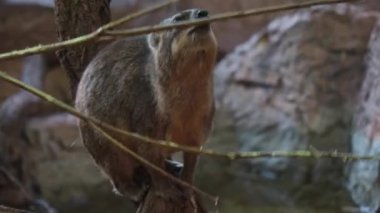 Hyrax Kayası 'na yakın çekim. Daman ağaç dallarını yer. Cape hyrax, Afrika kökenli bir memeli türüdür ve bir tavşanla yüzeysel benzerliği vardır.