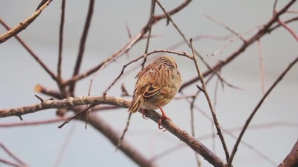 Kırmızı Gagalı Weaver Yakın Çekim Dokumacı Bir Ağaç Dalına Oturur — Stok video