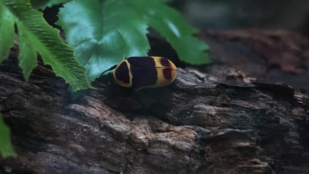 Close Bronzovka Congolês Pachnoda Marginata Uma Espécie Insetos Coleópteros Polífagos — Vídeo de Stock