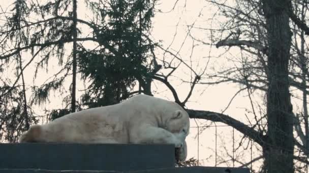 Der Eisbär Frisst Einen Knochen Mit Fleisch Der Eisbär Ist — Stockvideo