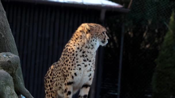 Detailní Záběr Divokou Kočku Geparda Gepard Opatrně Rozhlédne Kolem Hledá — Stock video