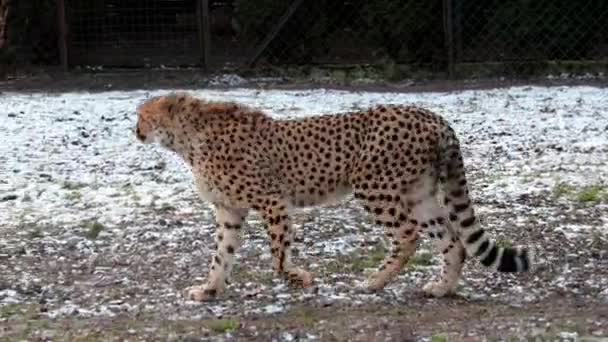 Close Cheetah Wild Winter Fast Wild Cat Cheetah — Stock Video