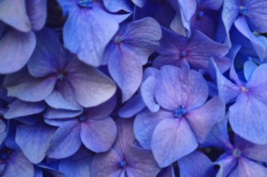 Odak dışı, bulanık arka plan, çiçek açan ortancalar, çiçekler.