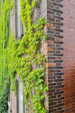 Genç yeşil üzümler binanın her tarafına örülmüş.